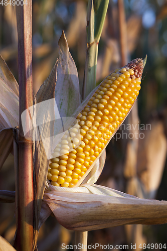 Image of Mature corn