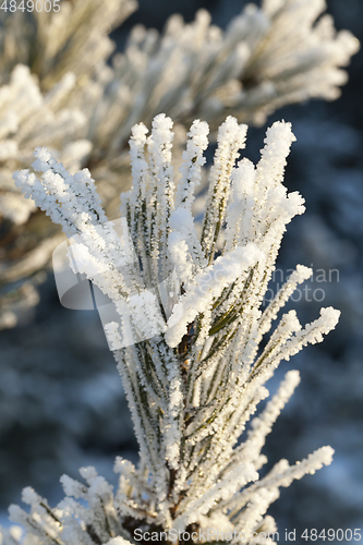 Image of Pine in a frost