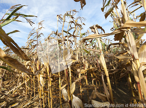 Image of Field corn, agriculture