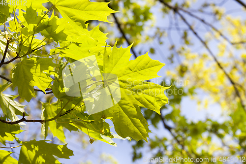 Image of Beautiful green leaves