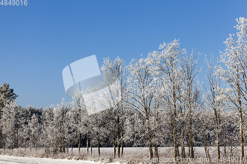 Image of bare tree in winter