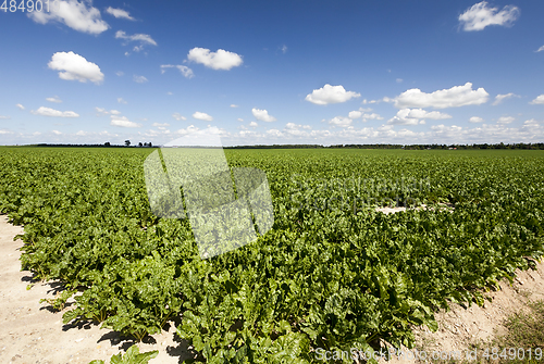 Image of Sugar beet field