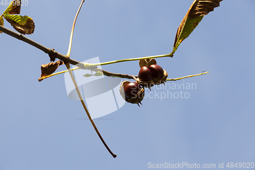 Image of open chestnut shells