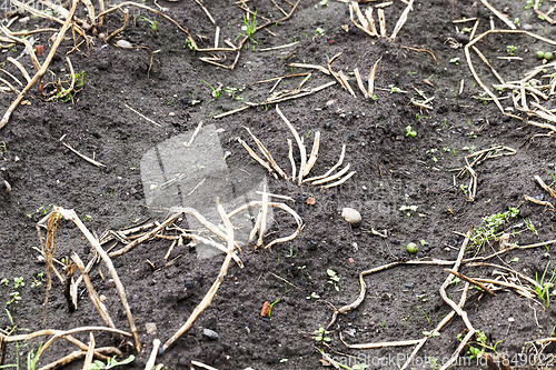 Image of dry tops of potatoes