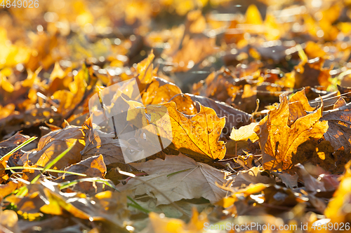 Image of fallen maple leaves