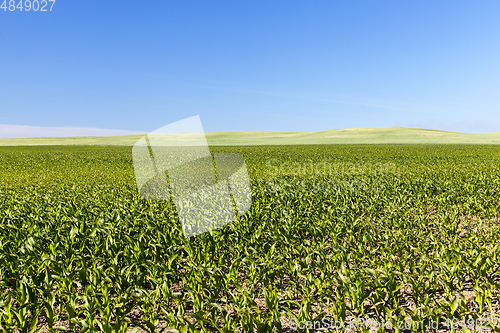 Image of agricultural field