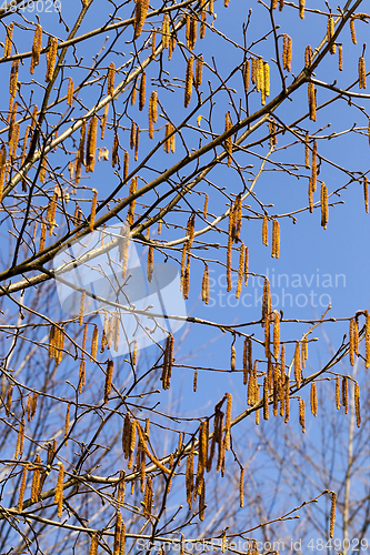 Image of Spring background