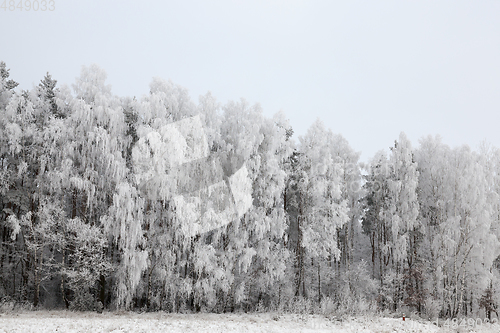 Image of heavy branches of trees