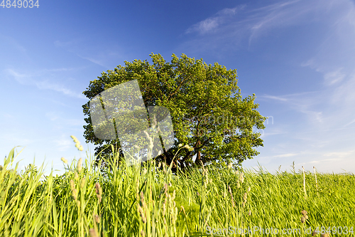 Image of springtime scenery