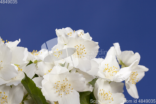 Image of Jasmine blooms