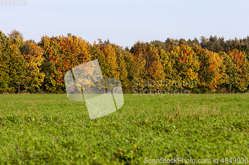 Image of Autumn Trees