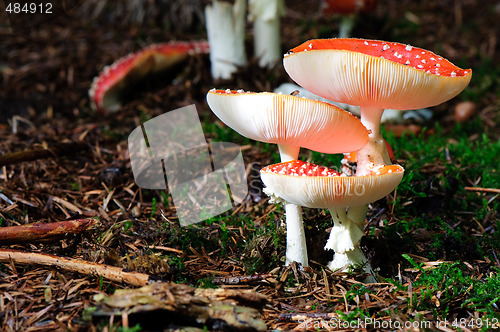 Image of Amanita muscaria