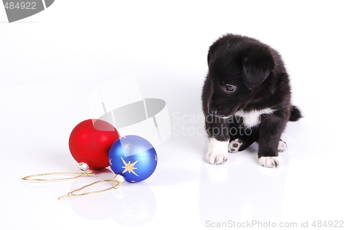 Image of Puppy and two Christmas balls