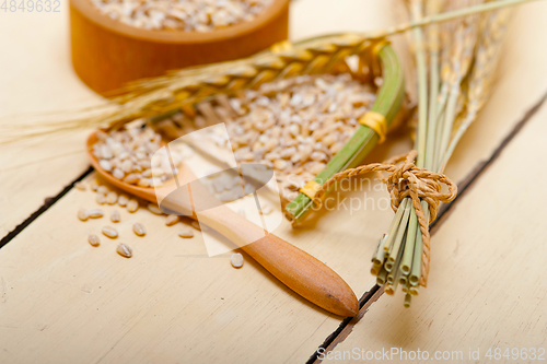 Image of organic wheat grains