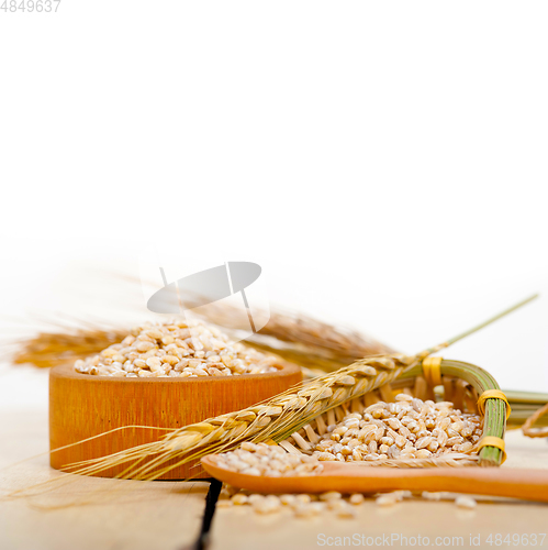 Image of organic wheat grains