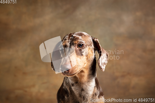 Image of Cute puppy of Dachshund dog posing isolated over brown background