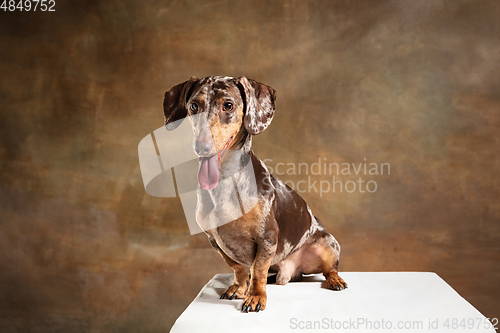 Image of Cute puppy of Dachshund dog posing isolated over brown background