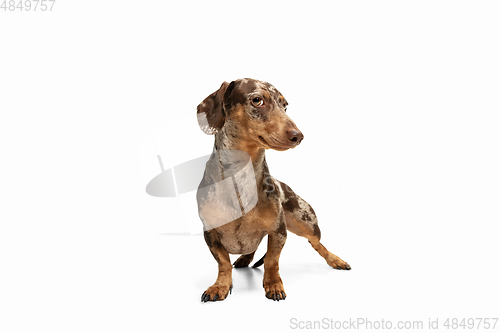 Image of Cute puppy of Dachshund dog posing isolated over white background