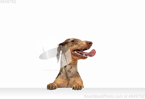 Image of Cute puppy of Dachshund dog posing isolated over white background
