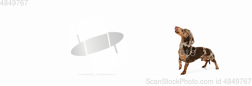 Image of Cute puppy of Dachshund dog posing isolated over white background