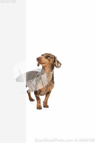 Image of Cute puppy of Dachshund dog posing isolated over white background