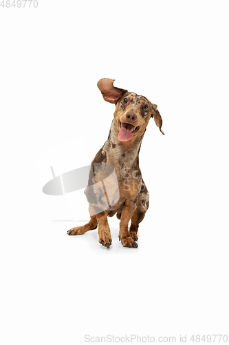 Image of Cute puppy of Dachshund dog posing isolated over white background