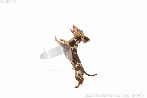 Image of Cute puppy of Dachshund dog posing isolated over white background