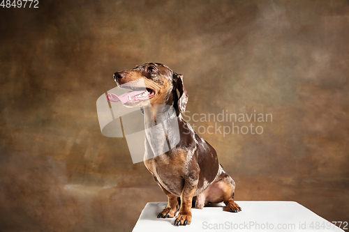 Image of Cute puppy of Dachshund dog posing isolated over brown background