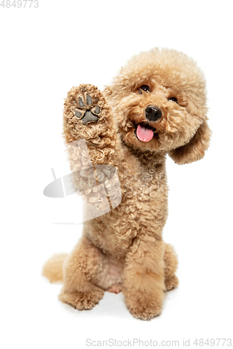 Image of Cute puppy of Maltipoo dog posing isolated over white background