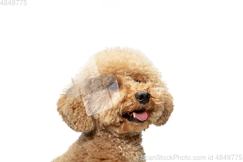 Image of Cute puppy of Maltipoo dog posing isolated over white background