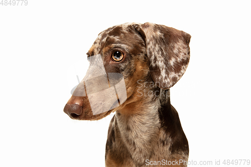 Image of Cute puppy of Dachshund dog posing isolated over white background