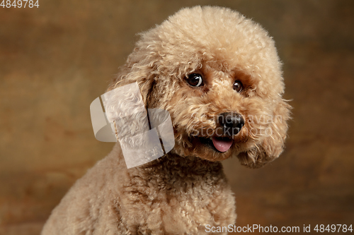 Image of Cute puppy of Maltipoo dog posing isolated over brown background