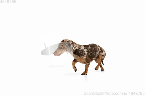 Image of Cute puppy of Dachshund dog posing isolated over white background