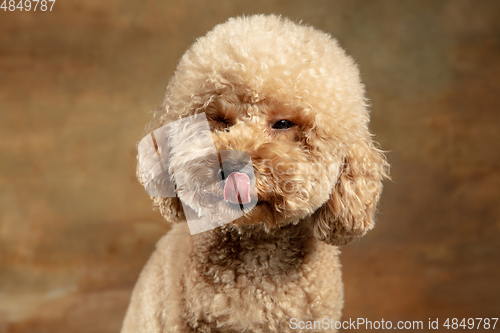 Image of Cute puppy of Maltipoo dog posing isolated over brown background