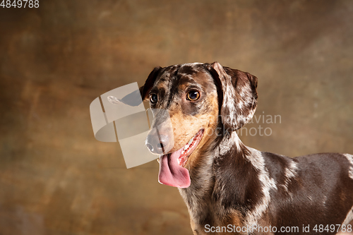 Image of Cute puppy of Dachshund dog posing isolated over brown background