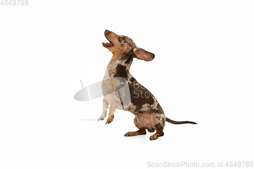 Image of Cute puppy of Dachshund dog posing isolated over white background