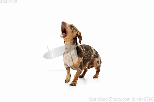 Image of Cute puppy of Dachshund dog posing isolated over white background