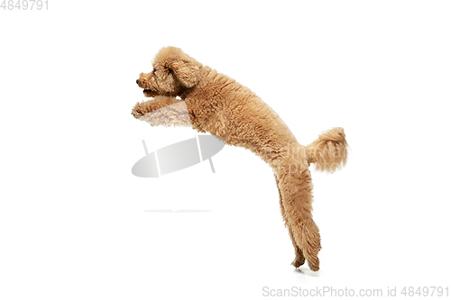 Image of Cute puppy of Maltipoo dog posing isolated over white background