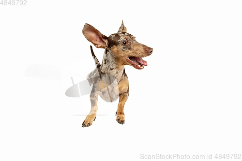 Image of Cute puppy of Dachshund dog posing isolated over white background