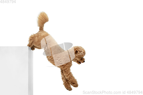 Image of Cute puppy of Maltipoo dog posing isolated over white background