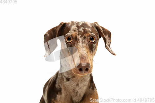 Image of Cute puppy of Dachshund dog posing isolated over white background