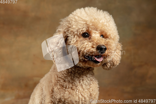 Image of Cute puppy of Maltipoo dog posing isolated over brown background