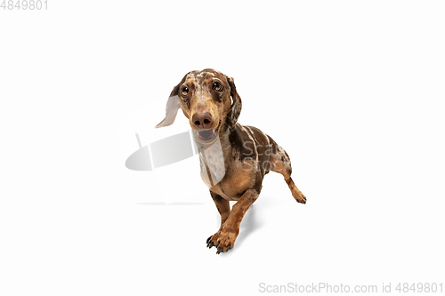 Image of Cute puppy of Dachshund dog posing isolated over white background