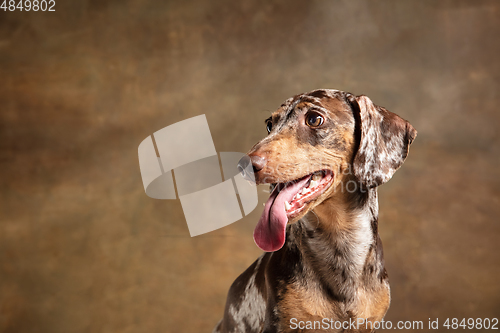 Image of Cute puppy of Dachshund dog posing isolated over brown background