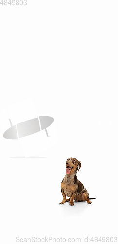 Image of Cute puppy of Dachshund dog posing isolated over white background