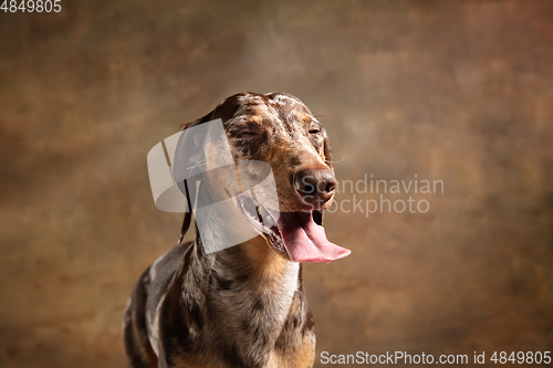 Image of Cute puppy of Dachshund dog posing isolated over brown background