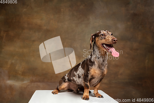 Image of Cute puppy of Dachshund dog posing isolated over brown background