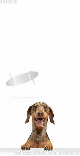 Image of Cute puppy of Dachshund dog posing isolated over white background