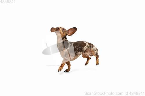 Image of Cute puppy of Dachshund dog posing isolated over white background