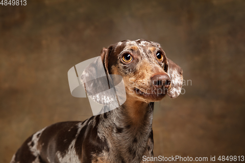 Image of Cute puppy of Dachshund dog posing isolated over brown background